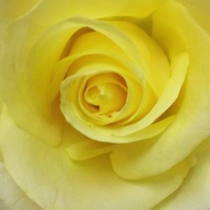 Meet your Posher, Sheri